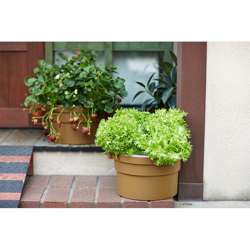 ��3/31�ޤǥ���ȥ꡼�Ǻ���100%P�Хå���6�� ��̺��ݥ��å� �ۡ���ϥ��ݥ˥� �פ��פ�2 �����ڱ� �ȥޥ� ���奦�� ����� ���� �̳�ƻ�Բ� �Ŀ��������Բ� ����Բ�