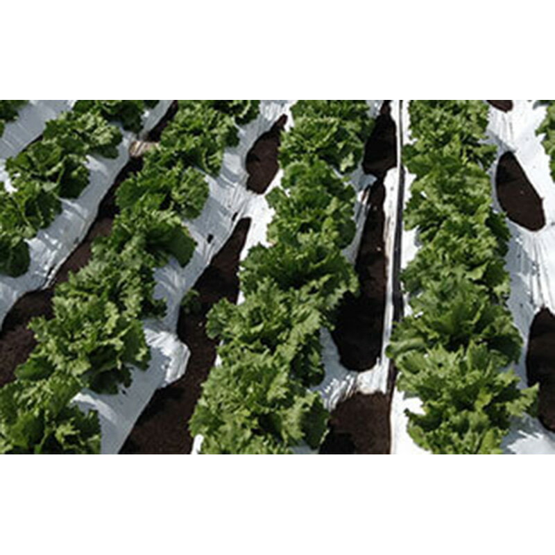 ��3/31�ޤǥ���ȥ꡼�Ǻ���100%P�Хå���2�� ��С����ޥ�� ��� �ϥ��ۥ磻�� 0.025mm��135cm��200m ��ȿ�ͥ����� ���勵�� ��S D