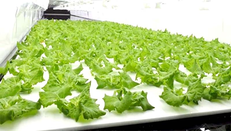 ��100%�ݥ���ȥХå� ����ȥ꡼������2/25�ޤǡ�50�� ��̥ѥͥ�Ag 890��590��28mm ���ԥ� ��̺����ѥѥͥ� ��̺��ݥ٥å� �⻳���� ��B �Ŀ��������Բ� ����Բ�