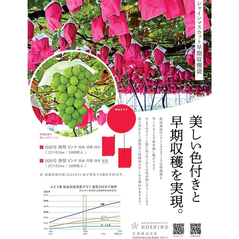 ��100%�ݥ���ȥХå� ����ȥ꡼������2/25�ޤǡ�3000�� �̼��� 20�� ͭ�� ���� �ԥ� ��ͭ H���졼�� 217��315mm 553691 4570123993023 �֥ɥ� �֤ɤ��ѳ��� ���� ����Բ�