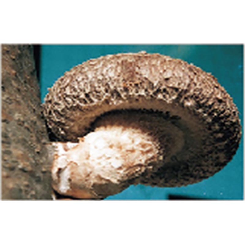 ��100%�ݥ���ȥХå� ����ȥ꡼������2/25�ޤǡ�1000���� ��� �������� KM-10�� ������ ���Ѥ��Τ��� ���Υ� ���� �������� �������� ��S DZ �����Բ�