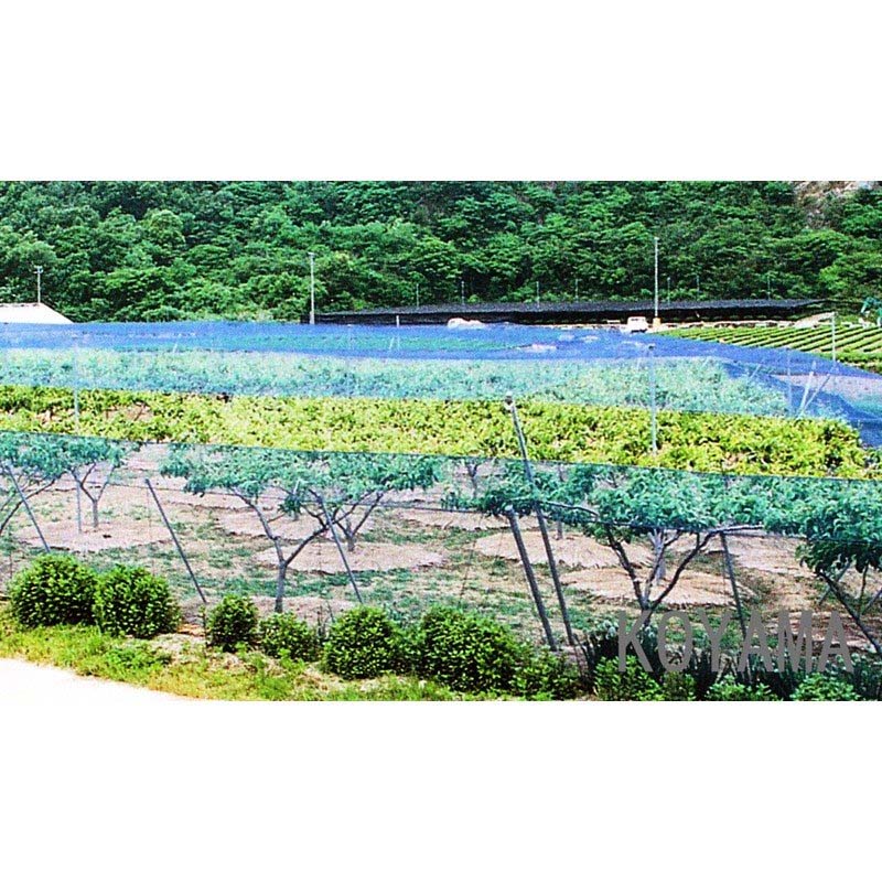 ��100%�ݥ���ȥХå� ����ȥ꡼������2/25�ޤǡ�20�� �� ��Ļ�� 9m��9m ������ĥ���� 20mm �ܹ� 800�ǥˡ��� �֥롼 ��Ļ�ͥå� ���� �̳�ƻ�Բ� ����Բ�