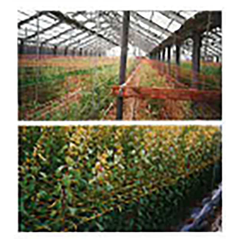 ��3/31�ޤǥ���ȥ꡼�Ǻ���100%P�Хå��ۡ��߸˸¤����ò��� ͢���ե��ͥå� 400d 24�ܡ�10�� �� 20cm�ܡ�5�ܡ�100m HC29811 �ե��ͥå� �� ���� �ͥå� ���� ���ܥޥ��� ����Բ�