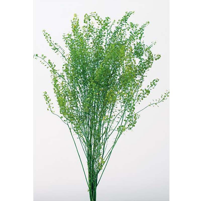 ペティーコート グリーン 76-4050-700 プリザーブドフラワー プリザーブドグリーン 花材 大地農園 松K 代引不可