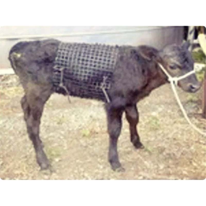 ��100%�ݥ���ȥХå� ����ȥ꡼������2/25�ޤǡ�TS���إ�˥����֥��å� �ܻ� �� ���㥱�å� TS���إ�˥� ë������ ��B �Ŀ��������Բ� ����Բ�