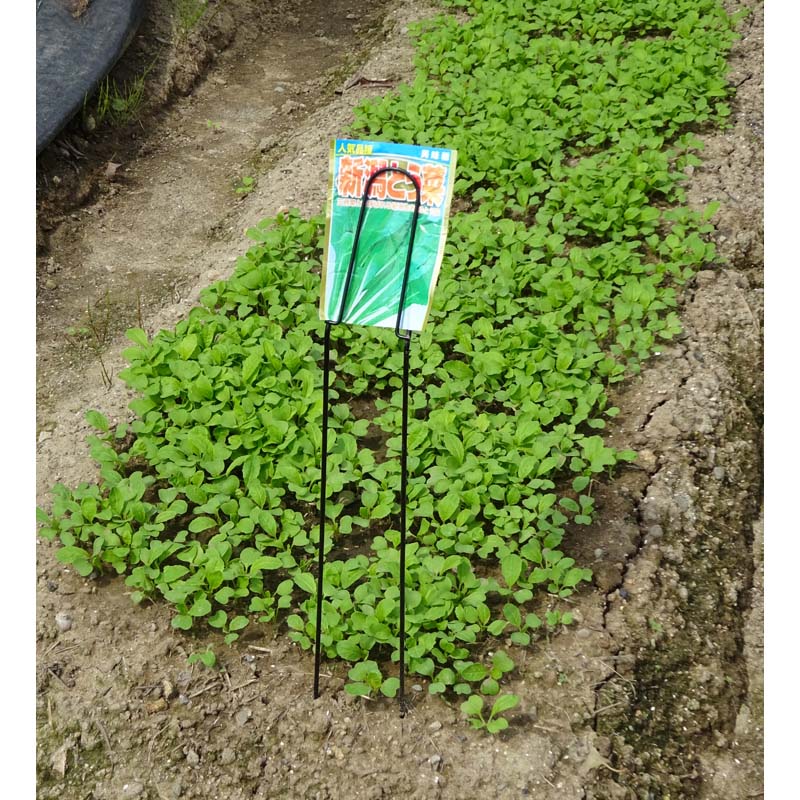 ��100%�ݥ���ȥХå� ����ȥ꡼������2/25�ޤǡ�12���å� �����ɥѥ��åȥۥ���� 3���� No.601 ��ʪ��٥� GREENGARDEN ���꡼�󥬡��ǥ� ���Ӷ�ʪ �� ���� �����ڱ� ��� �����ǥ˥� D