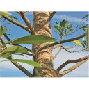 緑化テープ 120cm×20mロール 4巻入 KRT-120 樹木保護 黄麻 ジュート 天然繊維 小泉製麻 代引不可