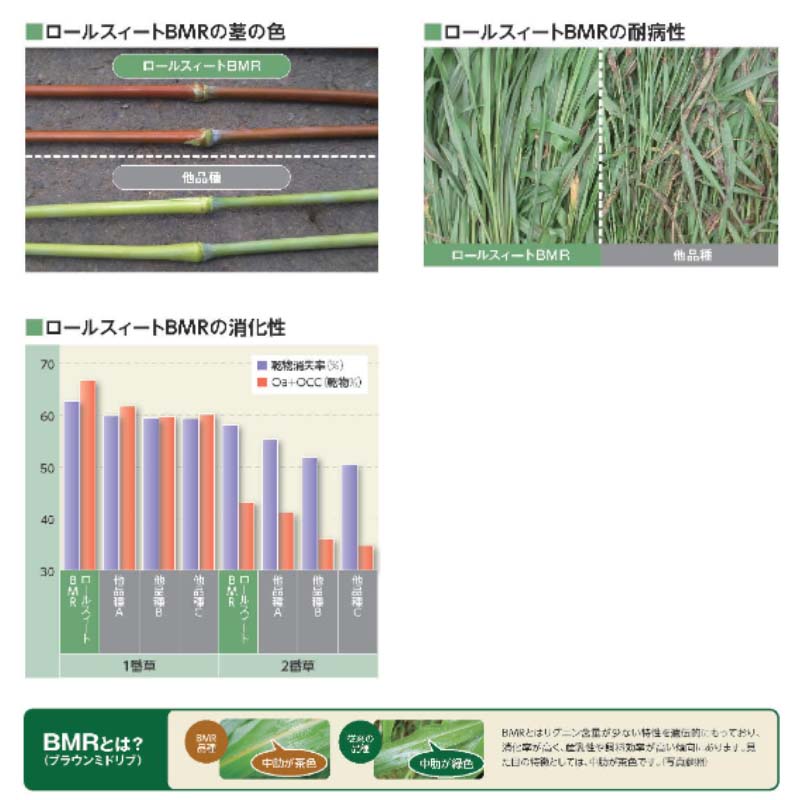 種 2kg スーダングラス ロールスイートBMR 雪印種苗 米S 代引不可 (登録品種名:ロールスイートBMR) 2