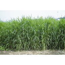 種 2kg アワ なつ乾草 雪印種苗 米S 代引不可 (登録品種名:なつ乾草)