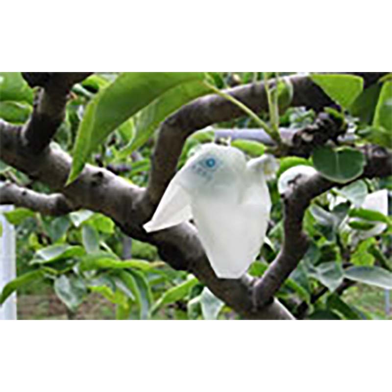 ��100%�ݥ���ȥХå� ����ȥ꡼������2/25�ޤǡ�5000�� �̼��� �ʤ� �������� ���� 135��160mm �� �ʥ� �� ��SD