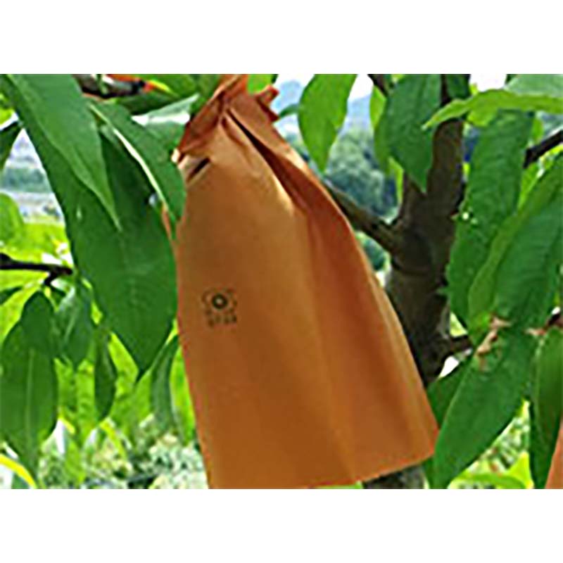 ��100%�ݥ���ȥХå� ����ȥ꡼������2/25�ޤǡ�5000�� �̼��� ��� ��� S��������� ����� V���å� ������ 139��180mm �� �� ��SD