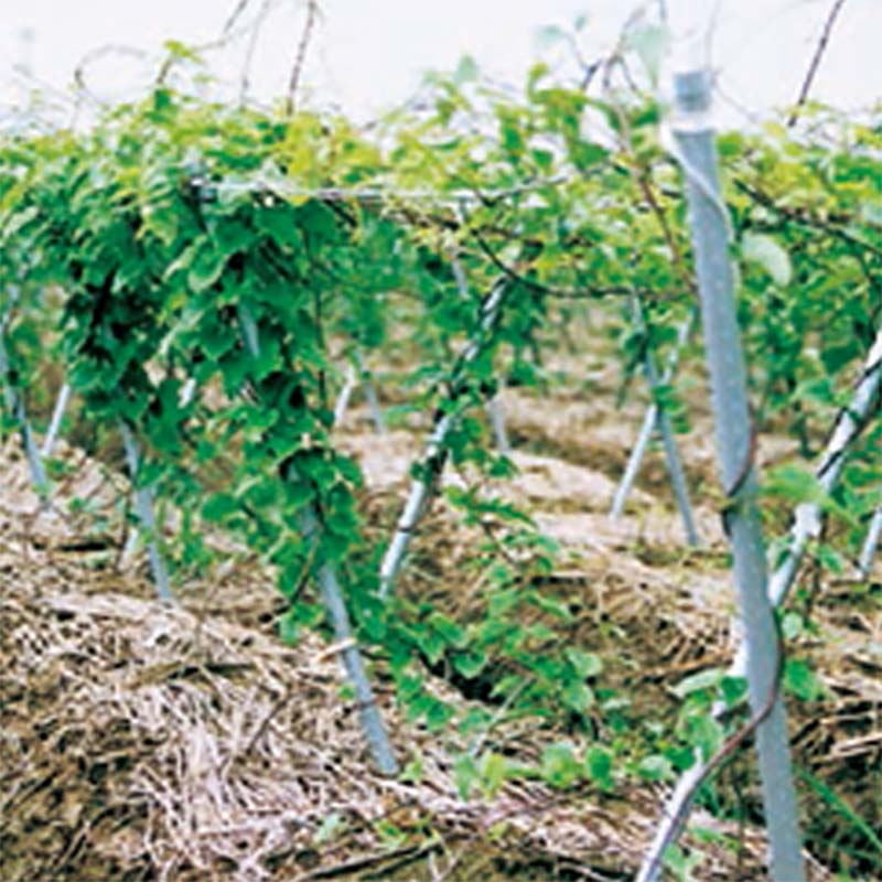 ��3/31�ޤǥ���ȥ꡼�Ǻ���100%P�Хå��������ѻ��� ������ ����С� �ѿ���� 500�� ľ��11mm Ĺ��1500mm ���� ���� ���� Ͷ�� ��� ��T �Ŀ��������Բ� ����Բ�