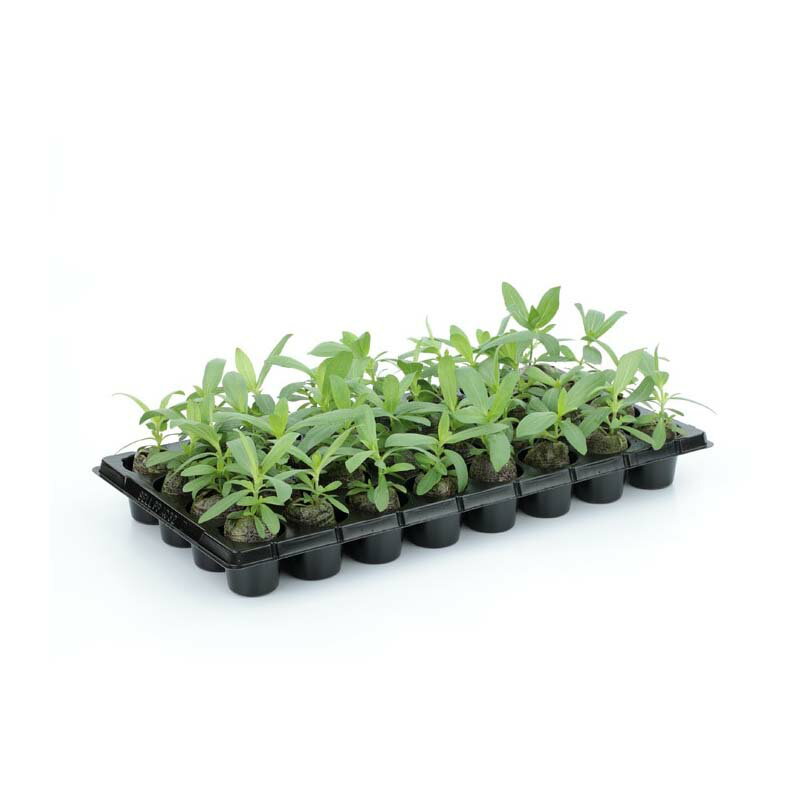 ��100%�ݥ���ȥХå� ����ȥ꡼������2/25�ޤǡۥ��ե������֥�C 50mm 560���� PLA �����ԡ��� ��ޤ� ���� �� ������ ������ �� ��� ���� ��� ���� ��� ���� ���Ļ�� �������� �������Υ��� ����Բ�