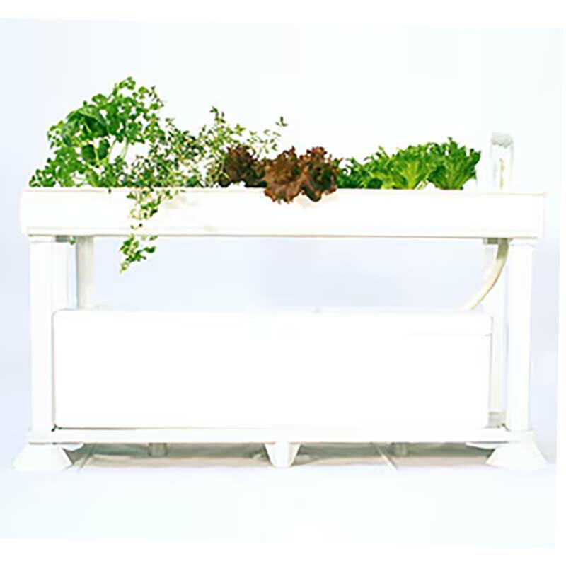 ��3/31�ޤǥ���ȥ꡼�Ǻ���100%P�Хå����պ��ѿ�̺��ݥ��å� �ۡ���ϥ��ݥ˥� PLAABO �ץ顼�� ���¥ϥ��ݥ˥� ��̺��� ���� ���� ���� �Ŀ��������Բ� ����Բ�