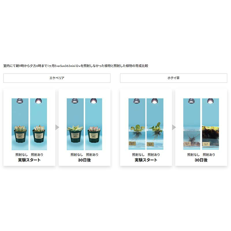 ��3/31�ޤǥ���ȥ꡼�Ǻ���100%P�Хå��ۿ�ʪ����LED EverSun365 mini 12W 24�� ���󥹥� �ץ饨�ꥢ ���С����� ����������� �ߥ�12W LED ��� ���� ���� �Ŀ��������Բ� ����Բ�