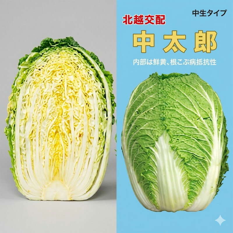 乐天商城 - 【6/1〜最大100%Pバック抽選で要エントリー】種子 0.8ml ハクサイ 中太郎 北越交配 栽培用 野菜タネ 野菜種子 野菜のタネ 白菜 北越農事 D