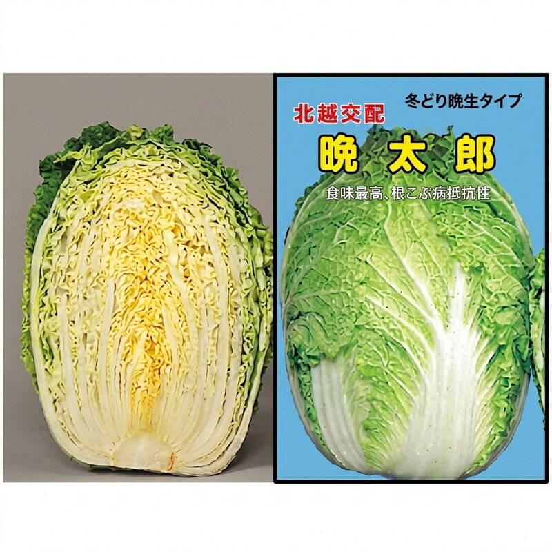 乐天商城 - 【6/1〜最大100%Pバック抽選で要エントリー】種子 20ml ハクサイ 晩太郎 北越交配 栽培用 野菜タネ 野菜種子 野菜のタネ 白菜 北越農事 D