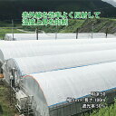 ハウス用シート ワリフ 明涼 50 幅1m 長さ100m 遮光率50% 農業用被覆材 ビニールハウス ハウスの外掛け 内張り JX ANCI 日新商事 サT 代引不可