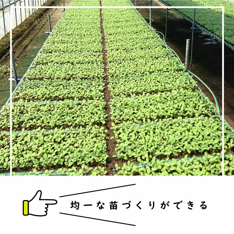 【6/1〜最大100%Pバック抽選で要エントリー】150冊 (個) チェーンポット CP354 CP-354 190鉢 株間6cm 3.5×3.8cm 播種 種まき 育苗 ネギ 花き類 花卉類 野菜 紙筒 ニッテン 日本甜菜製糖 タSD 2