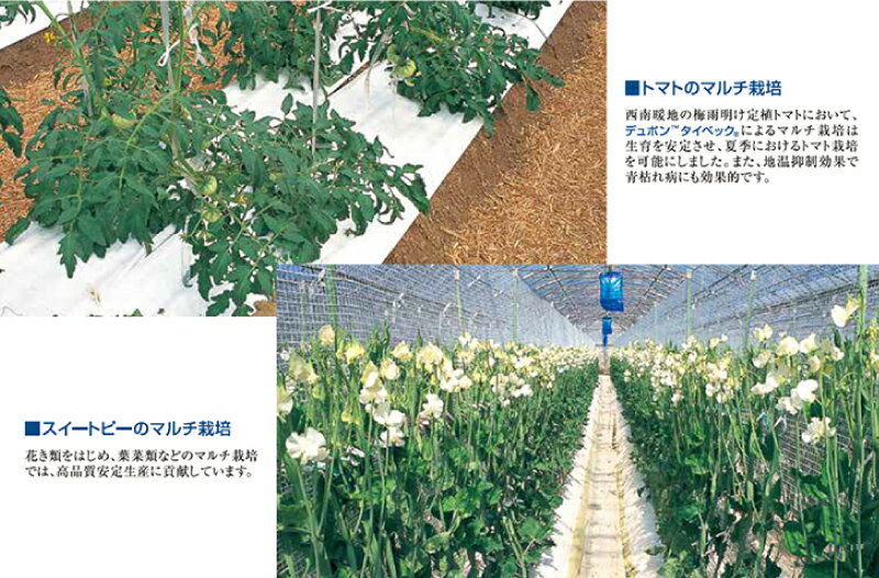10本 タイベック マルチ 1000AG (厚手) 1m×100m 白 農業用 野菜 フルーツ 花卉 遮熱性 通気性 透湿性 アザミウマ対策 農業資材 カ施 個人宅配送不可 代引不可 3