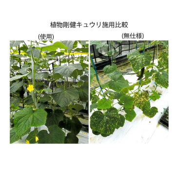 植物活力剤 植物剛健 20L キチン キトサンオリゴ糖 希釈タイプ 福井シード 米S【代引不可】