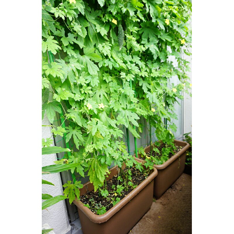 10�� eco�ڱ�ץ�󥿡� ��55�� ���������꡼�� �ݥå� ȭ ����� �������� ��ޥ� ��S �Ŀ��������Բ� ����Բ� ����