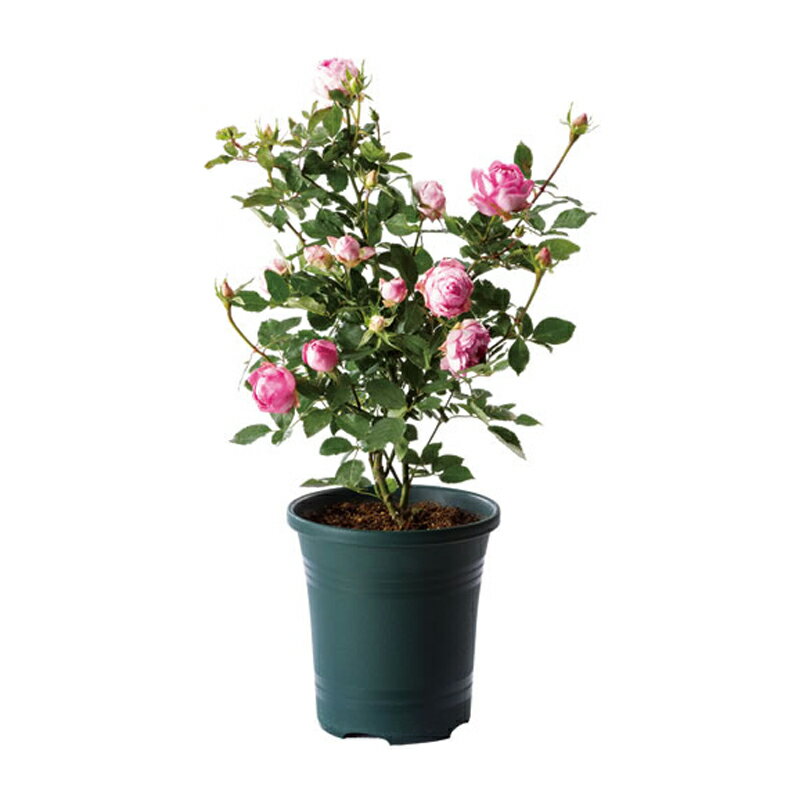 20�� �����������ǥ�ݥå� 36�� ���������꡼�� �ݥå� ȭ ���� �̵���ȴ�� ��鴶 ��ޥ� ��S �Ŀ��������Բ� ����Բ� ����