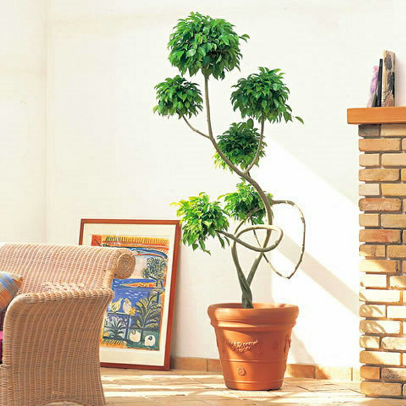 10�� ��åɥ꡼�ե��С� 30�� �֥饦�� �ݥå� ȭ �ƥ饳�å��� ���� ��ޥ� ��S �Ŀ��������Բ� ����Բ� ����