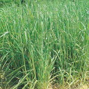 種 1kg チモシー アッケシ 寒地型牧草 秋まき主体 酪農 畜産 緑肥 牧草 タキイ種苗 米S 代引不可 (登録品種名:アッケシ)