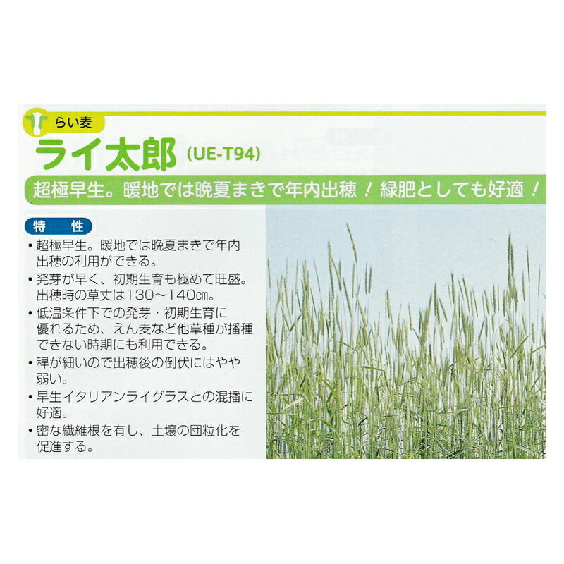 種 1kg らい麦 ライ太郎 らい麦 秋まき主体 酪農 畜産 緑肥 牧草 タキイ種苗 米S ...