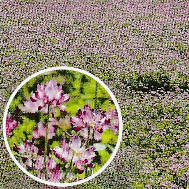 サカタのタネ ピンクフラワーガーデン 花絵の具 5ml（約5平方メートル分）ピンク色の花が咲く草花 耐寒性 一年草 混合種　春まき 秋まき
