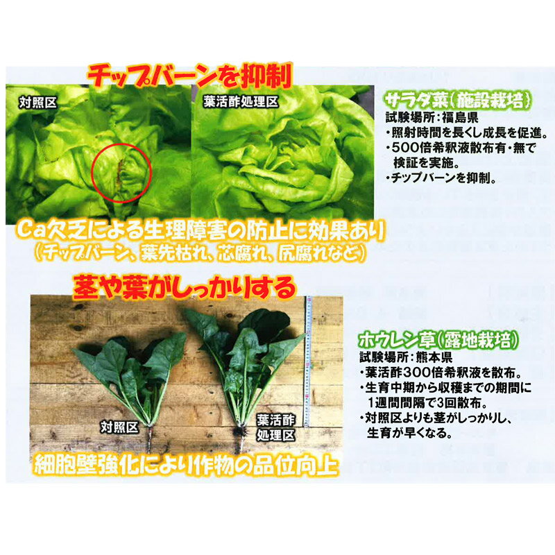 醸造酢に卵殻を溶解して作ったカルシウム肥料 予約販売 葉面散布用カルシウム肥料 葉活酢 l 発根促進 液肥 肥料 畑 キューピー醸造 D ガーデニング タ種 園芸 農業 家庭菜園