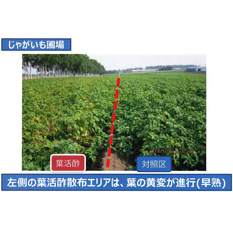 葉面散布用カルシウム肥料葉活酢20L発根促進液肥肥料畑家庭菜園ガーデニング農業園芸キューピー醸造タ種送料無料代引不可