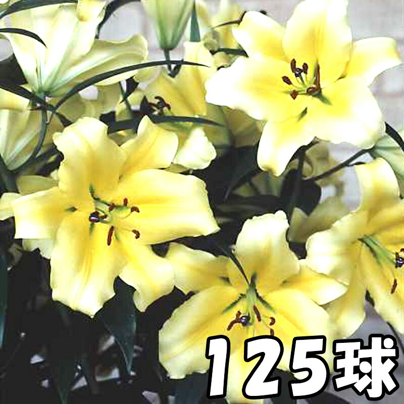 125球 球周 サイズ 22cm コンカドール イエローカサブランカ オリエンタル百合原箱 予約販売 予約販売 球根 花 園芸 種 枝豆 ユリ タキイ種苗 黄 ガーデニング 代引不可 プラスワイズ業者用専門店ユリ カサブランカの球根をお買い得に購入できます