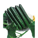 種 キュウリ 夏すずみ 15粒×3袋 タキイ種苗 春まき 種まき 播き 種子 野菜 畑 栽培 家庭菜園 品種 米S D メール便 (登録品種名:夏すずみ)
