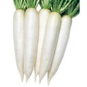 種 ダイコン トップランナー 3.5ml×3袋 タキイ種苗 春まき 種まき 播き 種子 野菜 畑 栽培 家庭菜園 品種 米S D メール便 (登録品種名:トップ...