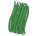 種 つるなしインゲン さつきみどり2号 50.0ml×3袋 タキイ種苗 春まき 種まき 種子 野菜 畑 栽培 家庭菜園 品種 米S D メール便 (登録品種名:...