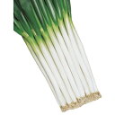 種 ネギ ホワイトスター 8.0ml×3袋 タキイ種苗 春まき 種まき 播き 種子 野菜 畑 栽培 家庭菜園 品種 米S D メール便 (登録品種名:ホワイトス...