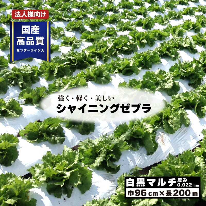 白黒マルチ 幅95cm シャイニングゼブラ 国産 穴なし センターライン入 白黒 マルチ シート 畑 地温 温度 抑制 防草 雑草対策 日A DZ 個人宅配送不可