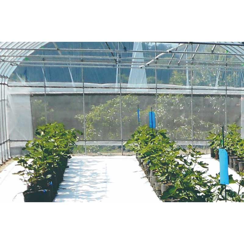 ��ե�äȥ����� 4�� ����� ��150cm��100m ���� ���𥷡��� ��Ǯ���� �����ߥ����к� �������� �Ŀ��������Բ� ����Բ�