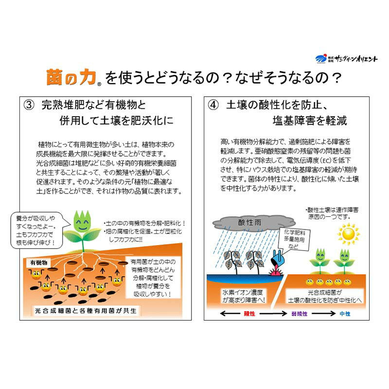 4Ȣ �ݤ��� 5L 500�ܴ��� �ھ����� ��Ĺ¥�� �ʼ����� ���󥰥꡼�󥪥ꥨ��� ��S D