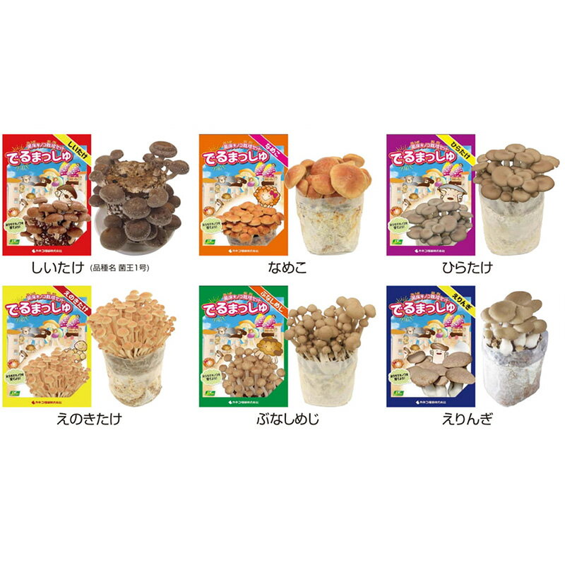 菌床きのこ栽培セット でるまっしゅ えのきたけ カネコ種苗 エノキタケ 榎茸 エノキ 栽培キット キノコ栽培 DZ