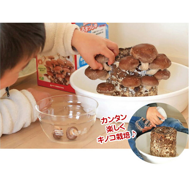 �ݾ����Τ����ݥ��å� �Ǥ�ޤä��� �Ҥ餿�� ���ͥ����� �ҥ饿�� ʿ�� ���ݥ��å� ���Υ����� DZ