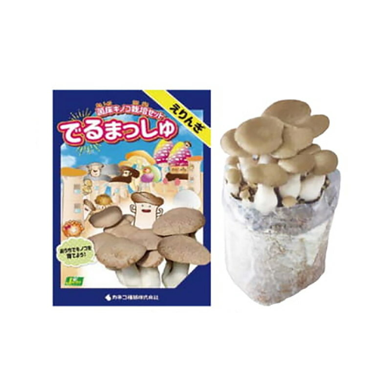 菌床きのこ栽培セット でるまっしゅ えりんぎ カネコ種苗 エリンギ 栽培キット キノコ栽培 DZ