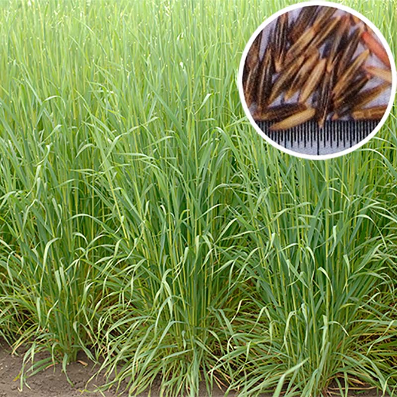 種 10kg ヘイオーツ 線虫抑制 アウェナストリゴサ緑肥 えん麦 えんばく 雪印種苗 米S 代引不可 登録品種名:ヘイオーツ 
