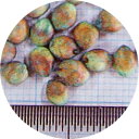 plusysbtob:10008673のサンプル画像3