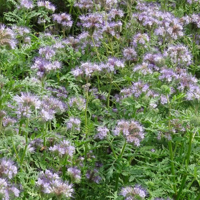 紫色の花がきれいな春播き専用景観緑肥 種 3kg ハゼリソウ アンジェリア 緑肥 景観緑肥 雪印種苗 米s 代引不可