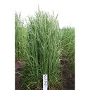 種 20kg チモシー クンプウ 極早生 畑地 牧草 緑肥 雪印種苗 米S 代引不可 (登録品種名:クンプウ)