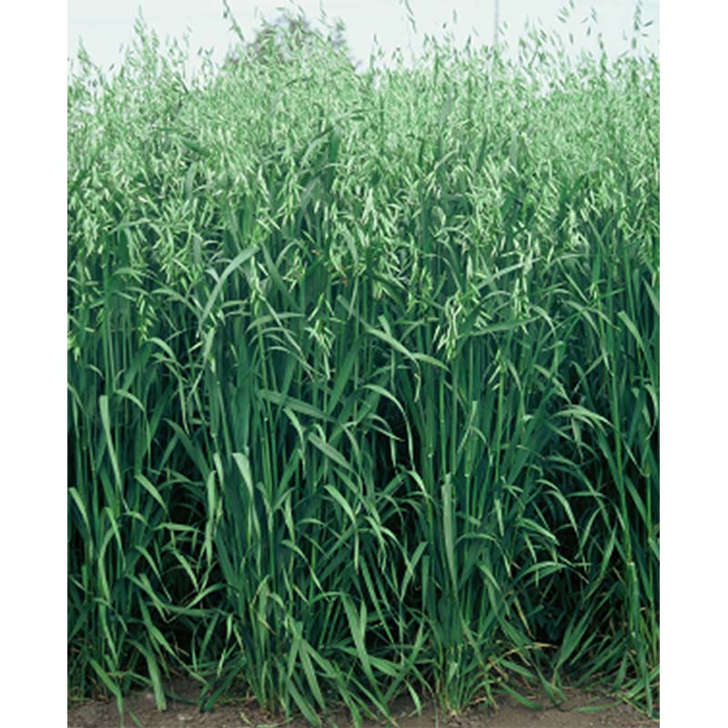 種 20kg PVP エンバク ウルトラハヤテ韋駄天 超極早生 酪農 えん麦 雪印種苗 米S 代引不可 (海外持出禁止 登録品種名: 韋駄天 農林水産省品種登録:第19307号)