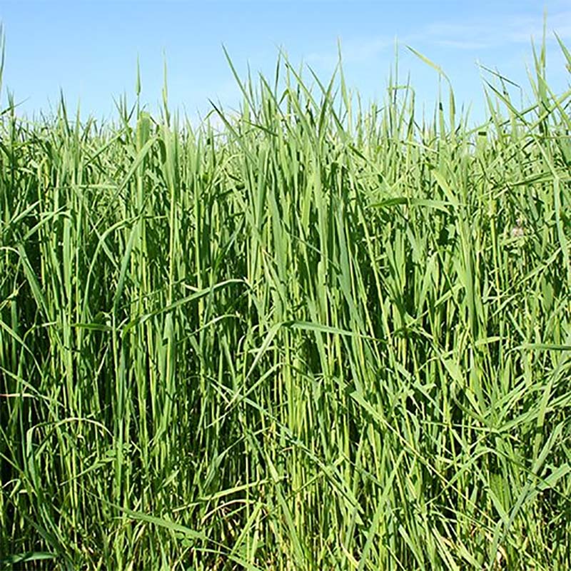 種 20kg PVP チモシー アルテミス SBT0308 雪印種苗 米S 代引不可 (海外持出禁止 登録品種名:SBT0308 ..